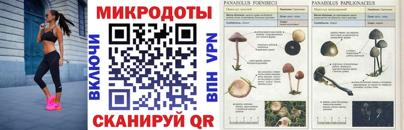 Псилоцибиновые грибы Psilocybe  хочу наркоту  Жиздра 